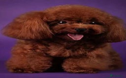 Yorkiepoo dogs for sale: 🐾 Tiny Yorkiepoo Puppies – Ready 29th August! 🐾 - Image 14