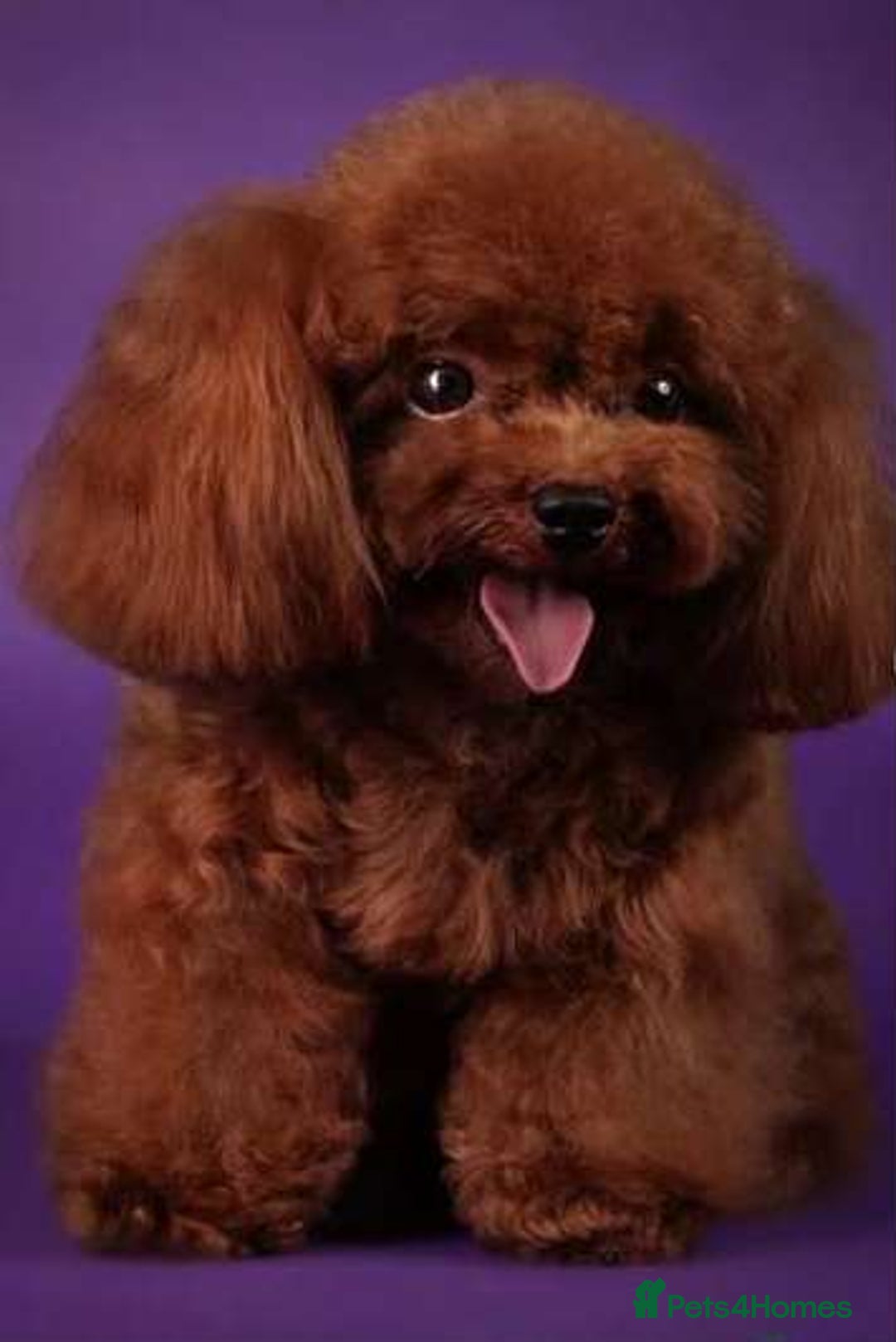 Yorkiepoo dogs for sale: 🐾 Tiny Yorkiepoo Puppies – Ready 29th August! 🐾 - Image 14