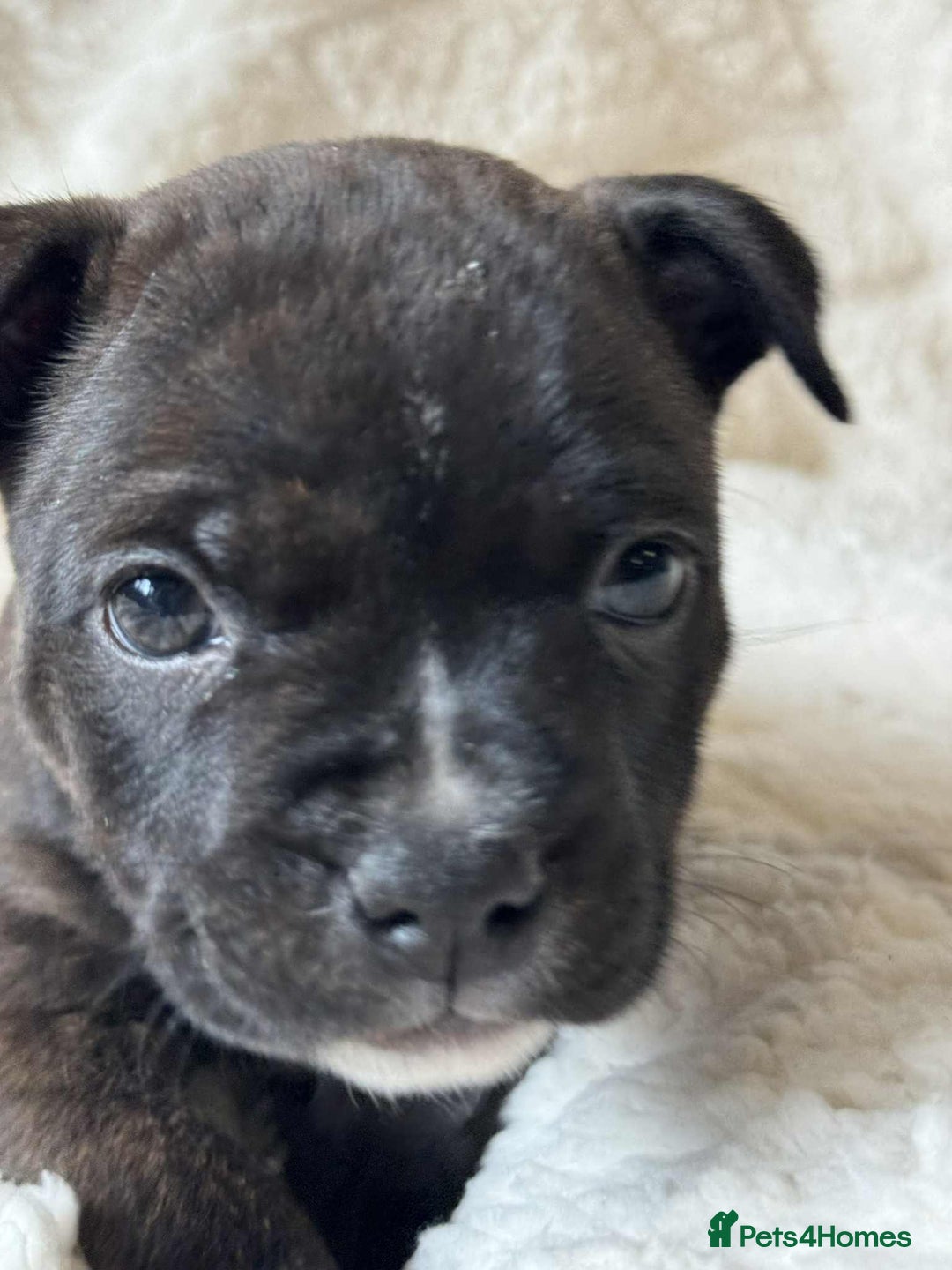 Staffordshire Bull Terrier dogs for sale: Kc registered Staffordshire bull terriers - Advert 16