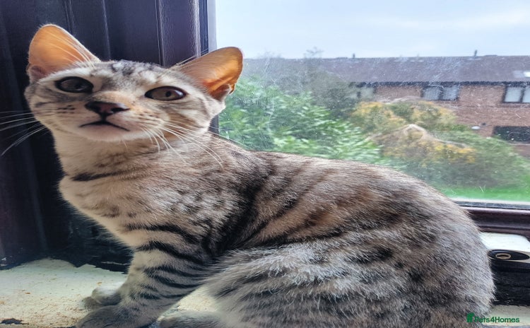 Bengal cats - Advert 29