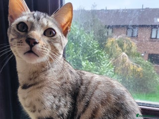 Bengal cats - Advert 9