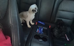 Shih Tzu dogs for sale: Stunning white and apricot boy non kc  - Image 1