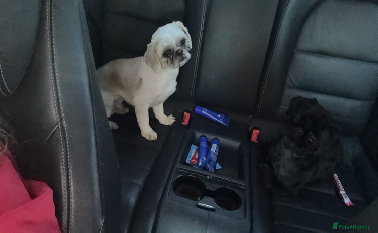 Shih Tzu dogs for sale - Advert 1