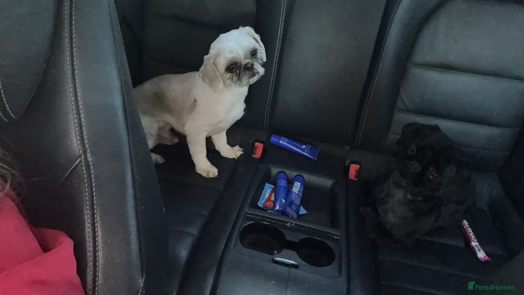 Shih Tzu dogs for sale: Stunning white and apricot boy non kc  - Image 1