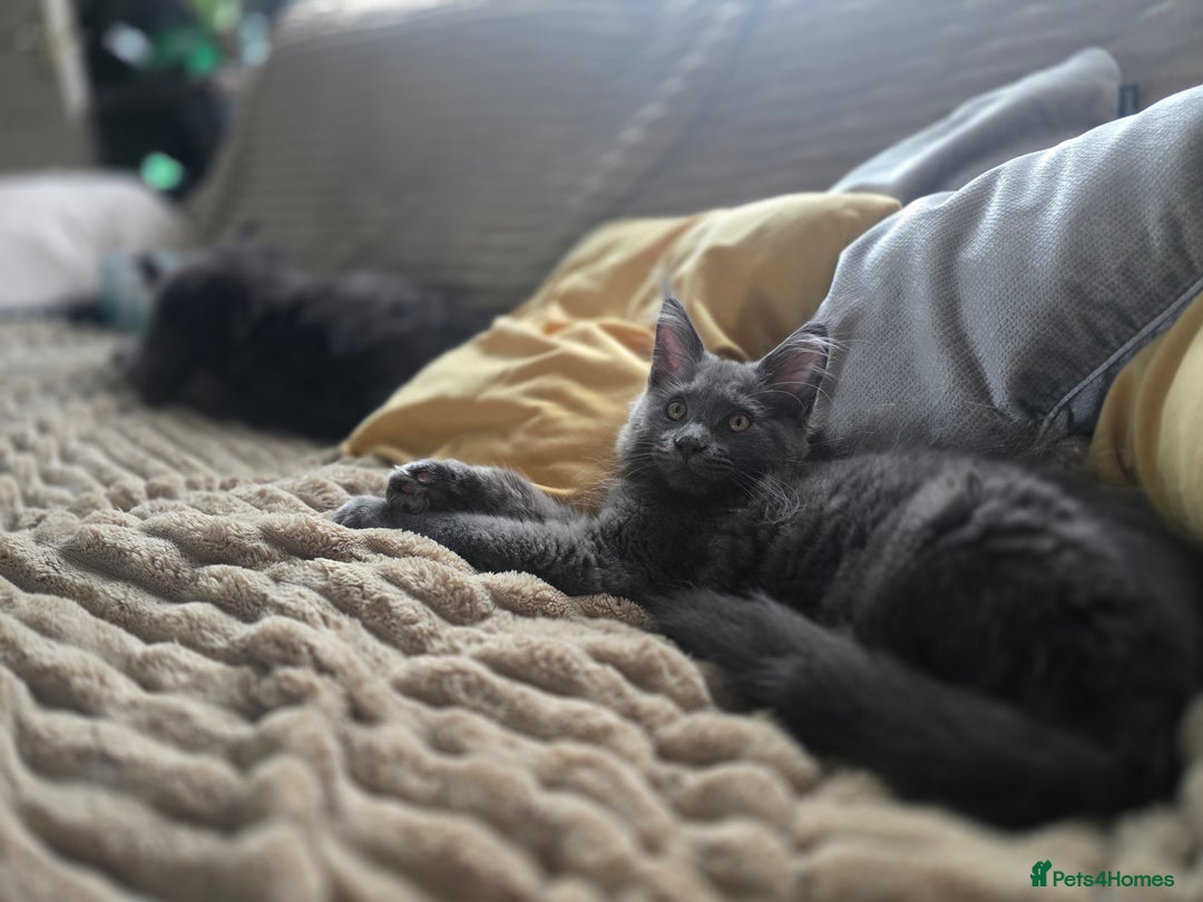 Maine Coon cats for sale: Blue Beautiful baby Milo  - Advert 10