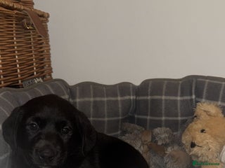Labrador Retriever dogs 2 PUPPIES LEFT!! Fully Health tested - Advert 4
