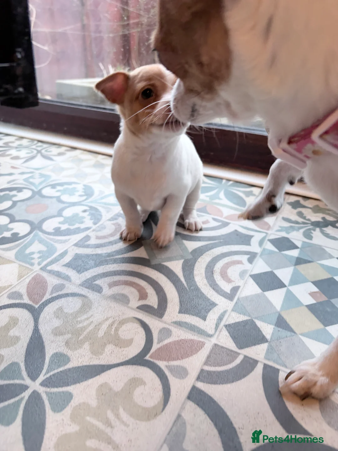 Mixed Breed dogs for sale: Chi-Jack-Weenie puppies - Advert 23