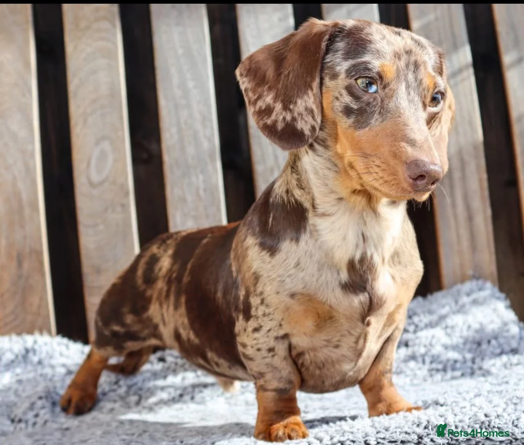 Miniature Dachshund dogs for sale: Miniature dachshund - Advert 9