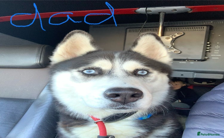 Siberian Husky dogs - Advert 12
