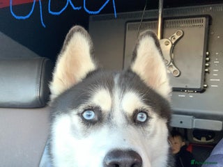 Siberian Husky dogs - Advert 12
