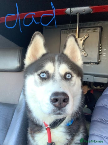 Siberian Husky dogs - Advert 9