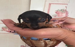 Dachshund dogs for sale: Our 7 Adorable Dachshund Puppies Ready for Homes - Image 4