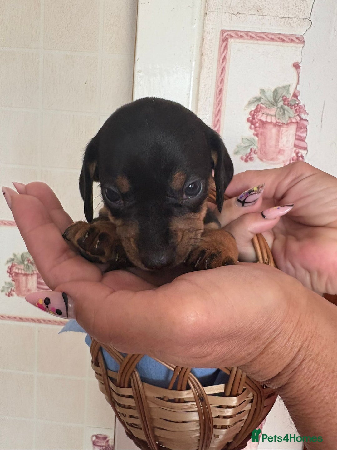 Dachshund dogs for sale: Our 7 Adorable Dachshund Puppies Ready for Homes - Image 4