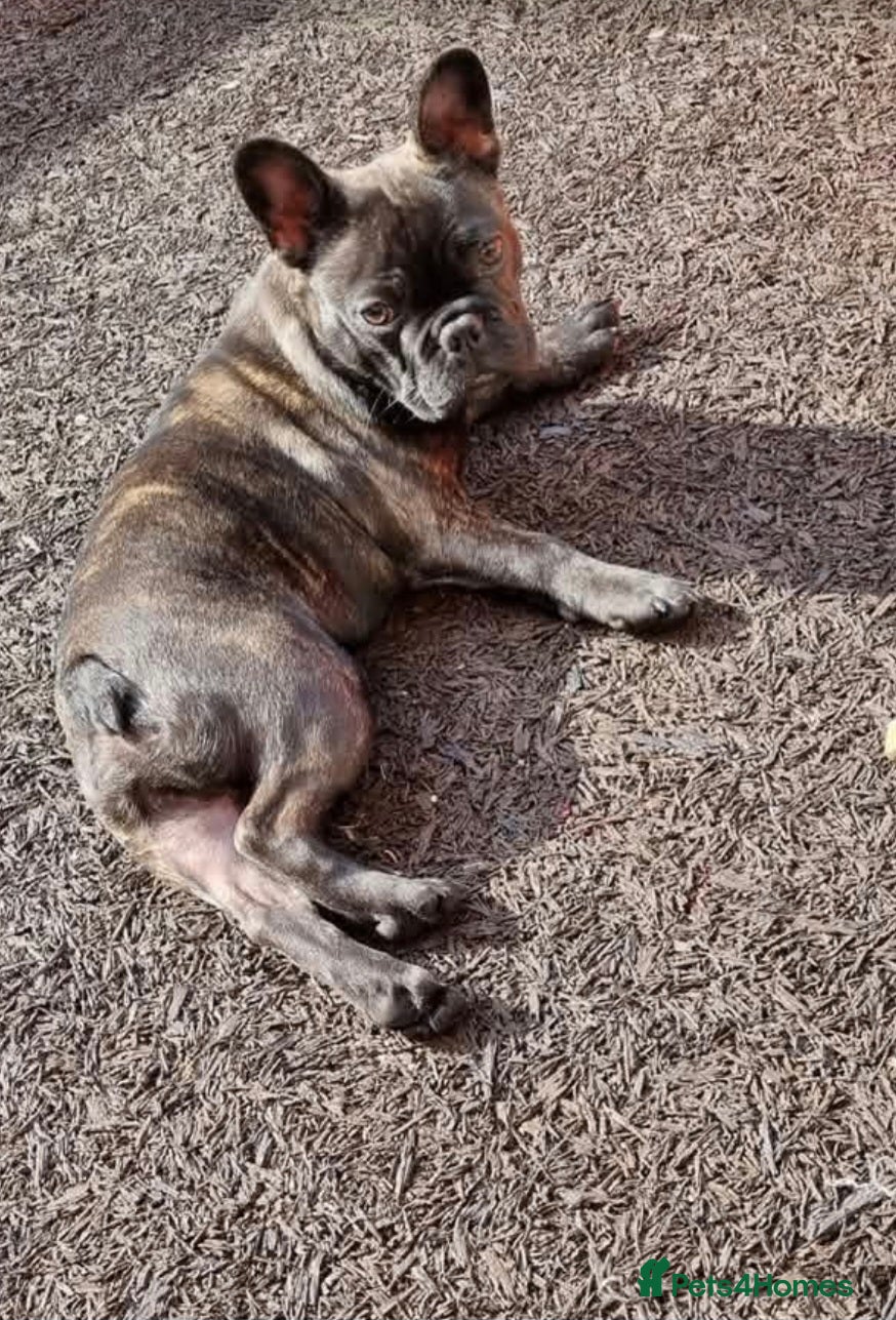 French Bulldog dogs French bulldog stud - Advert 5