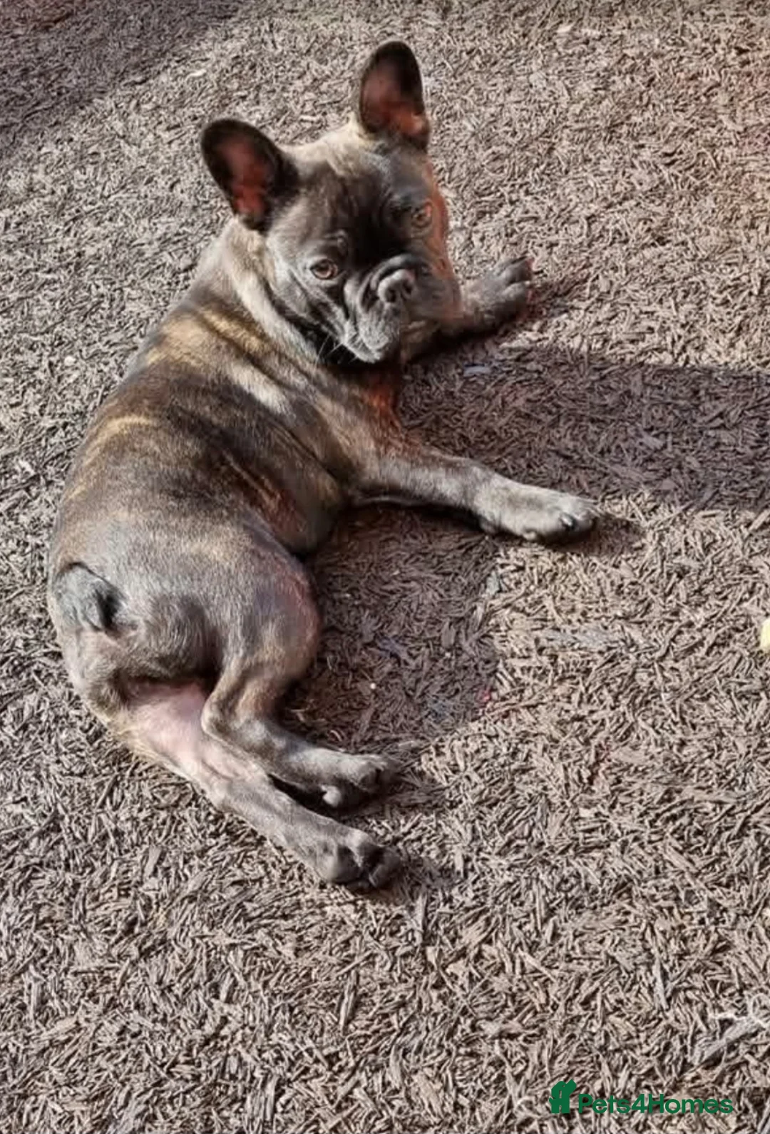 French Bulldog dogs for stud: French bulldog stud - Advert 1