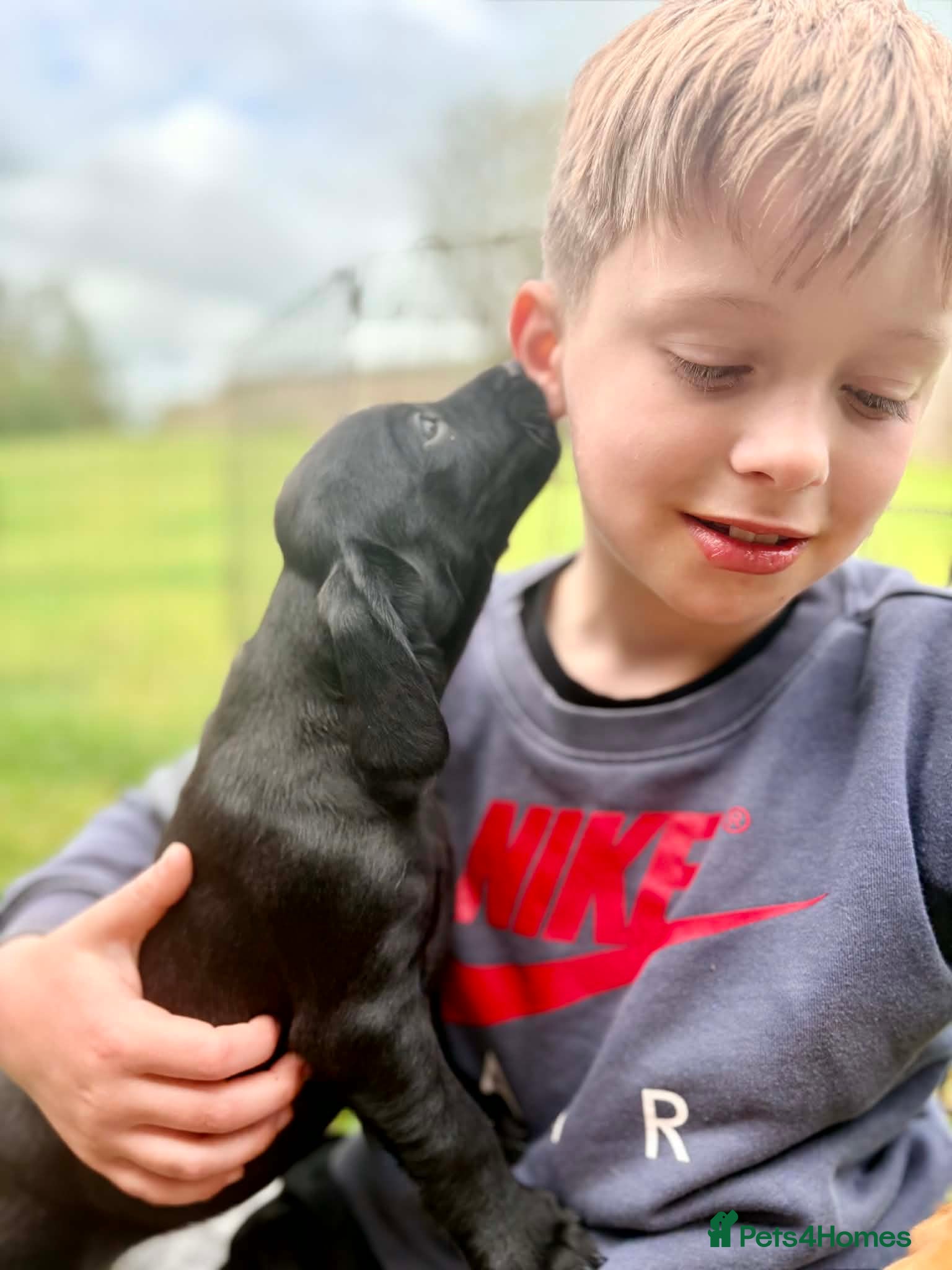 Springador dogs for sale: Spaniel x Labrador puppies  - Advert 12