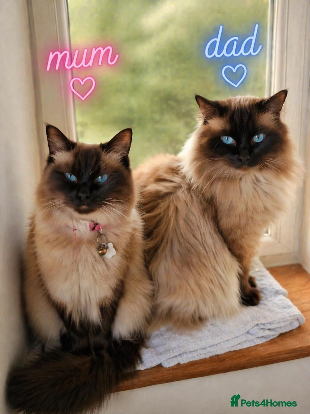 Ragdoll cats Beautiful Ragdoll kittens looking for new homes. - Advert 2