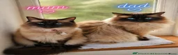 Ragdoll cats for sale: Beautiful Ragdoll kittens looking for new homes. - Advert 1