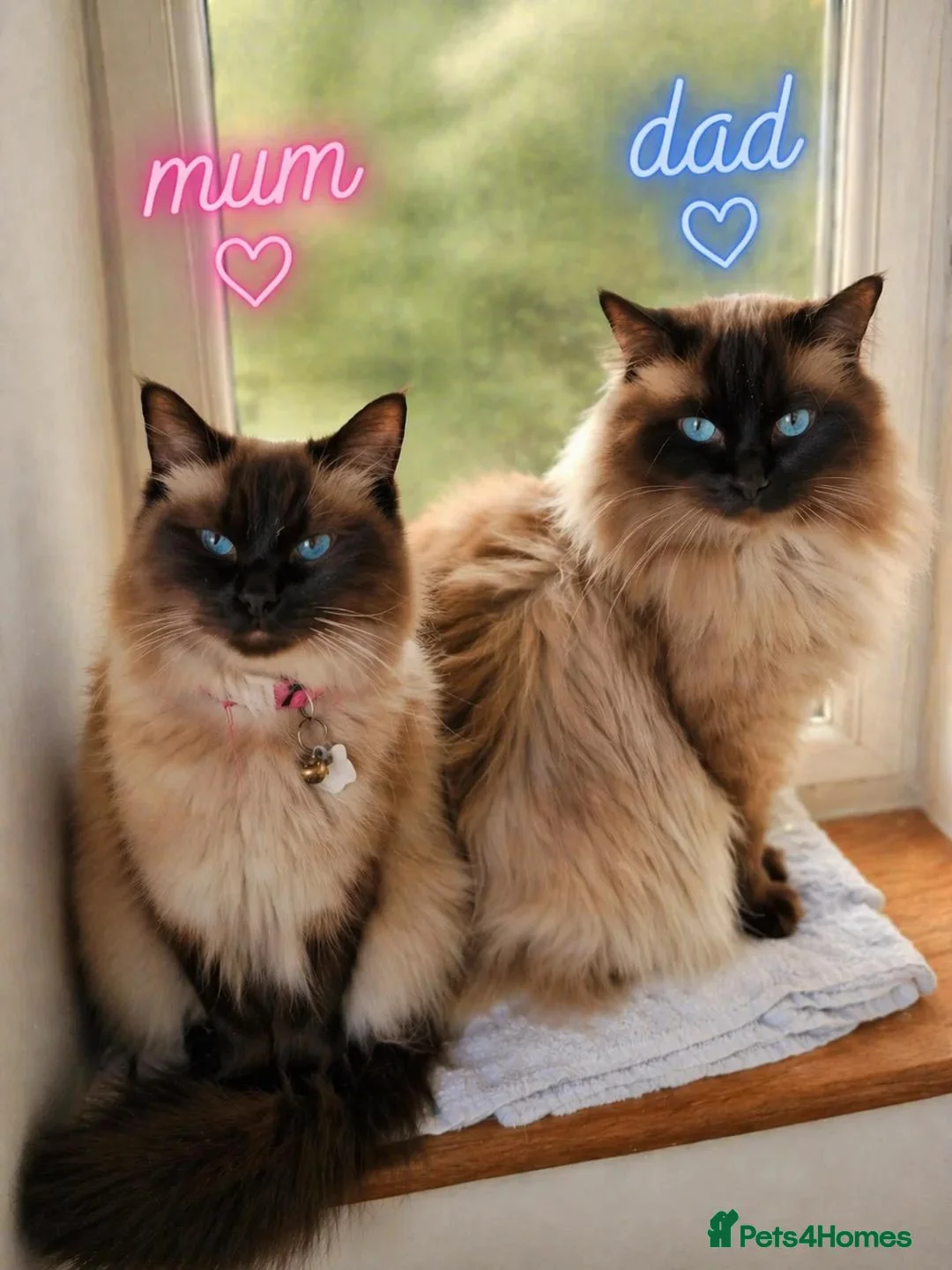 Ragdoll cats for sale: Beautiful Ragdoll kittens looking for new homes. - Advert 1