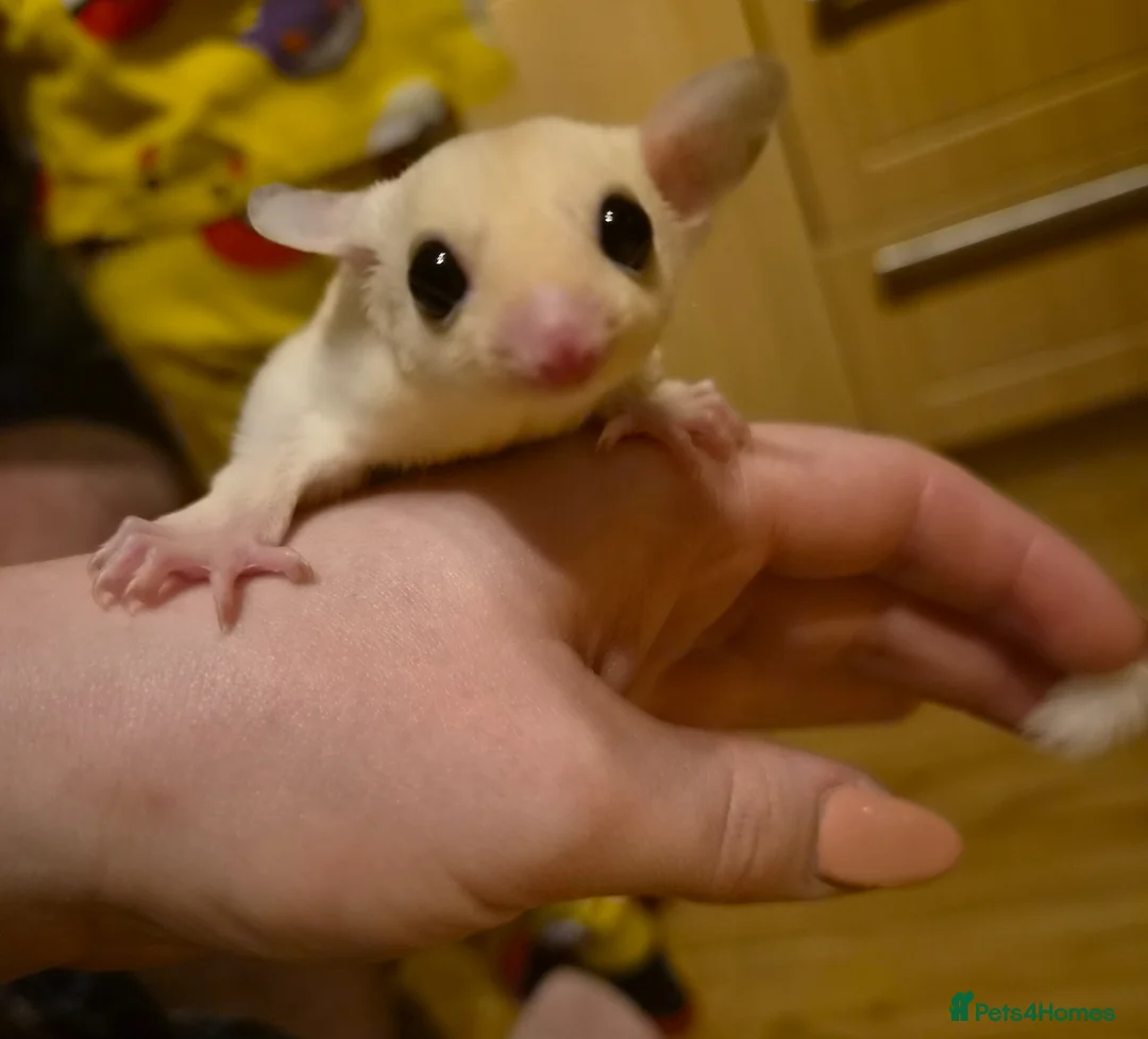 Sugar Glider rodents for sale: Beautiful Sugar Gliders for sale! - Advert 1