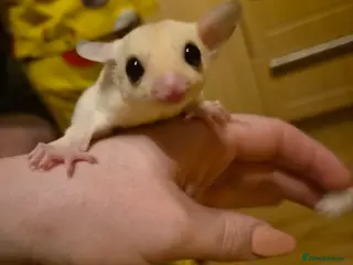 Sugar Glider rodents Beautiful Sugar Gliders for sale! - Advert 16
