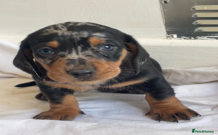 Miniature Dachshund dogs - Advert 8