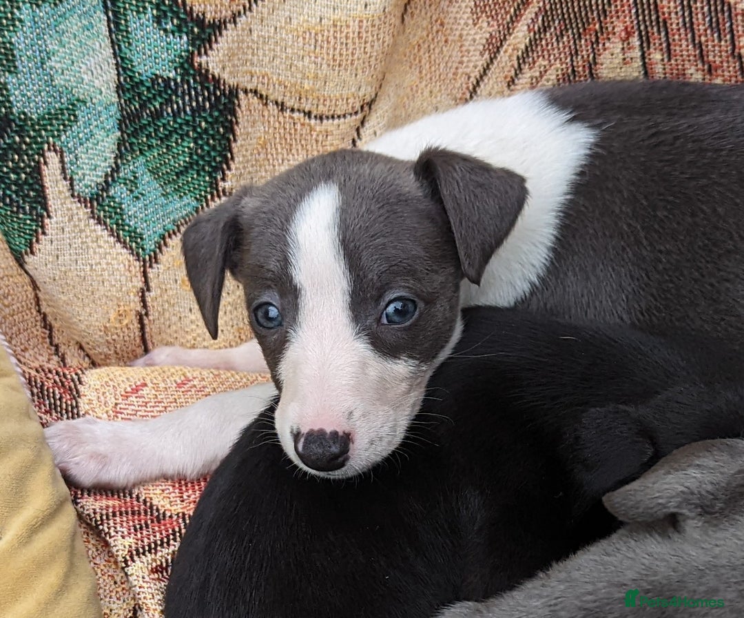 Whippet dogs for sale: Stunning whippet babies  - Image 9