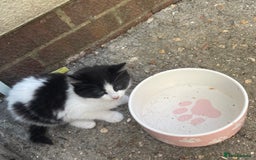 Mixed Breed cats for sale: Long haired kittens - Image 4