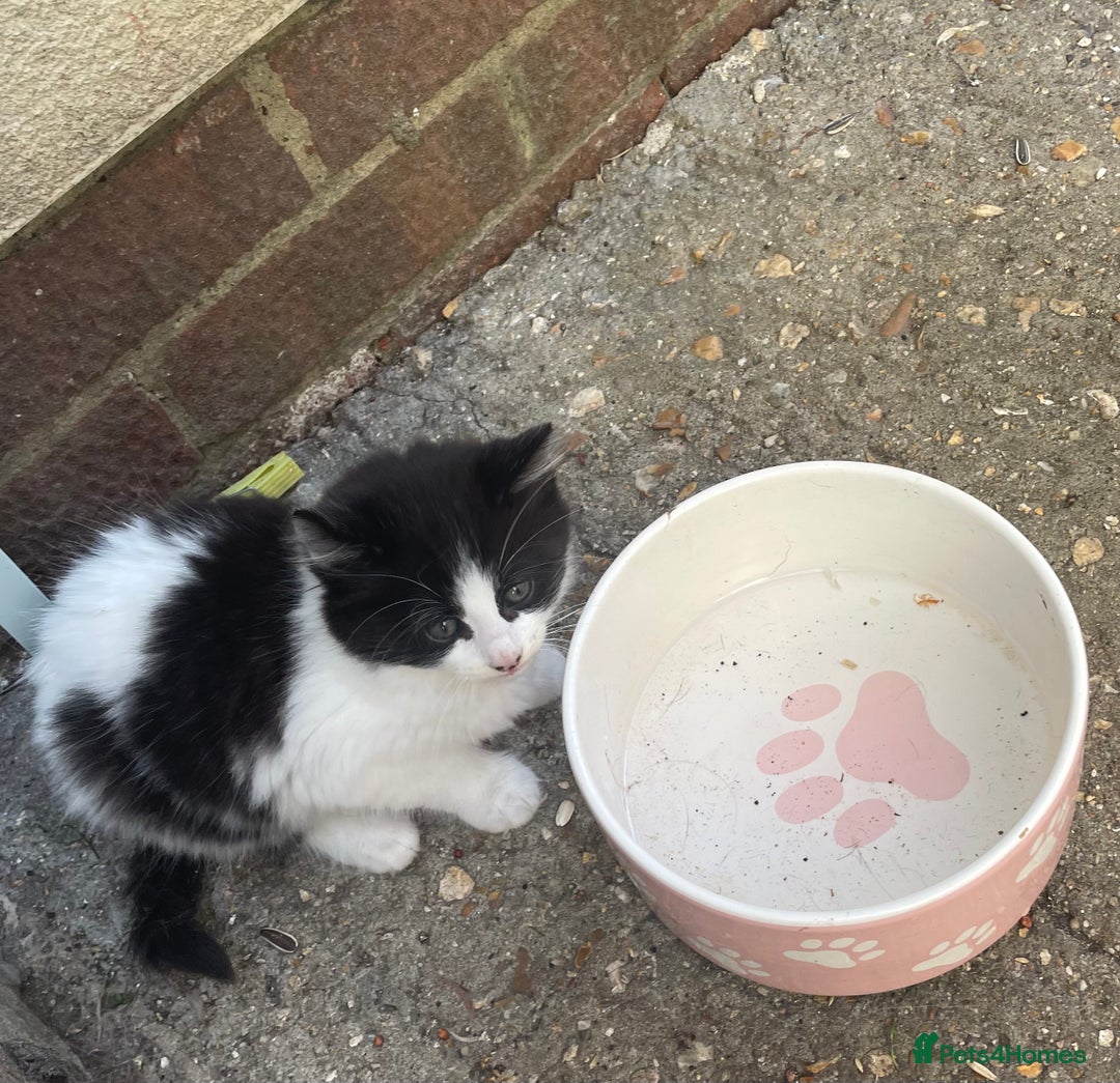 Mixed Breed cats for sale: Long haired kittens - Image 4
