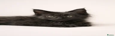 Maine Coon 1