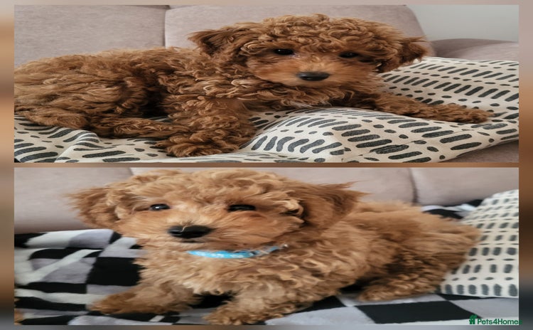 Maltipoo dogs - Advert 9