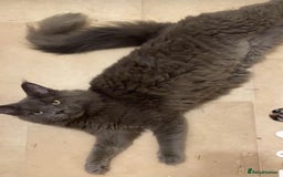 Maine Coon cats for sale: Maine coon kittens  - Image 2
