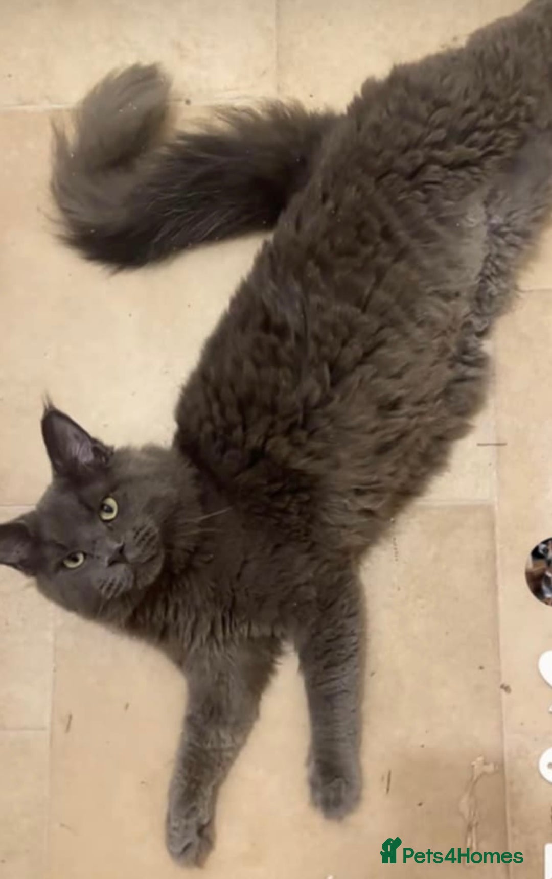 Maine Coon cats for sale: Maine coon kittens  - Image 2