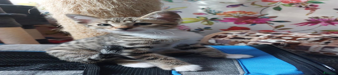 Savannah Kitten 8