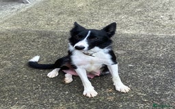 Border Collie dogs for sale: Border Collie puppies for sale  - Image 8