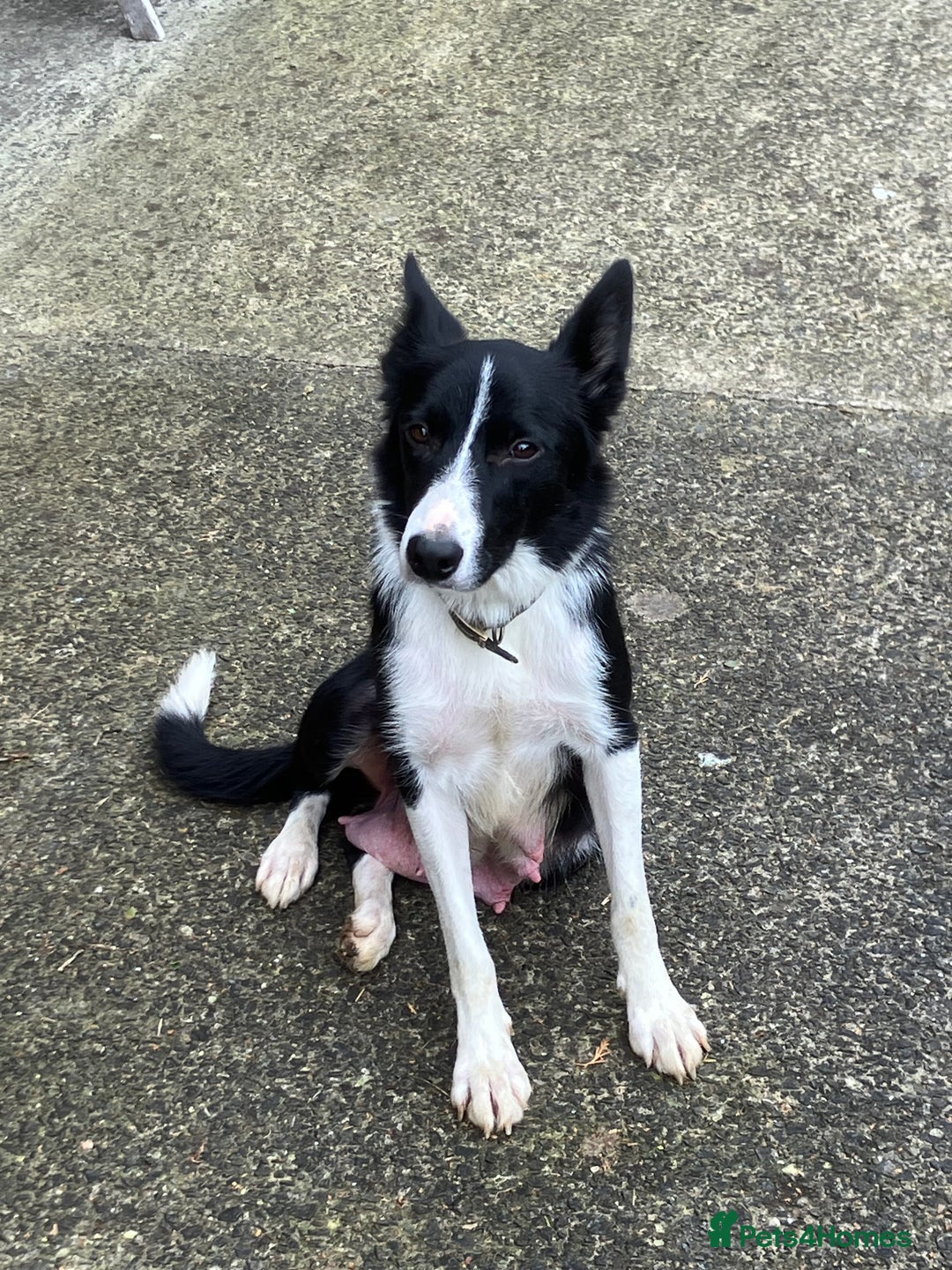 Border Collie dogs for sale: Border Collie puppies for sale  - Image 8