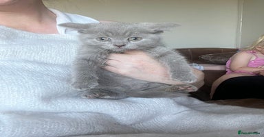 British Shorthair cats - Advert 7