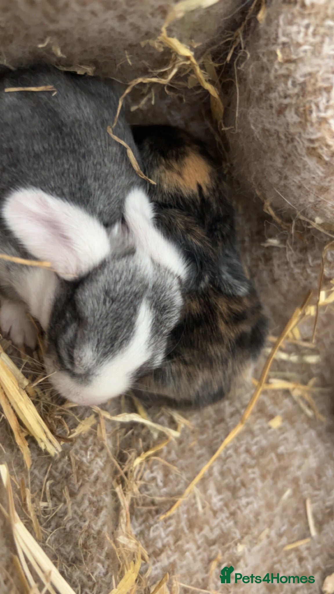 Mini Lop rabbits Beautiful French-mini lops - Advert 2