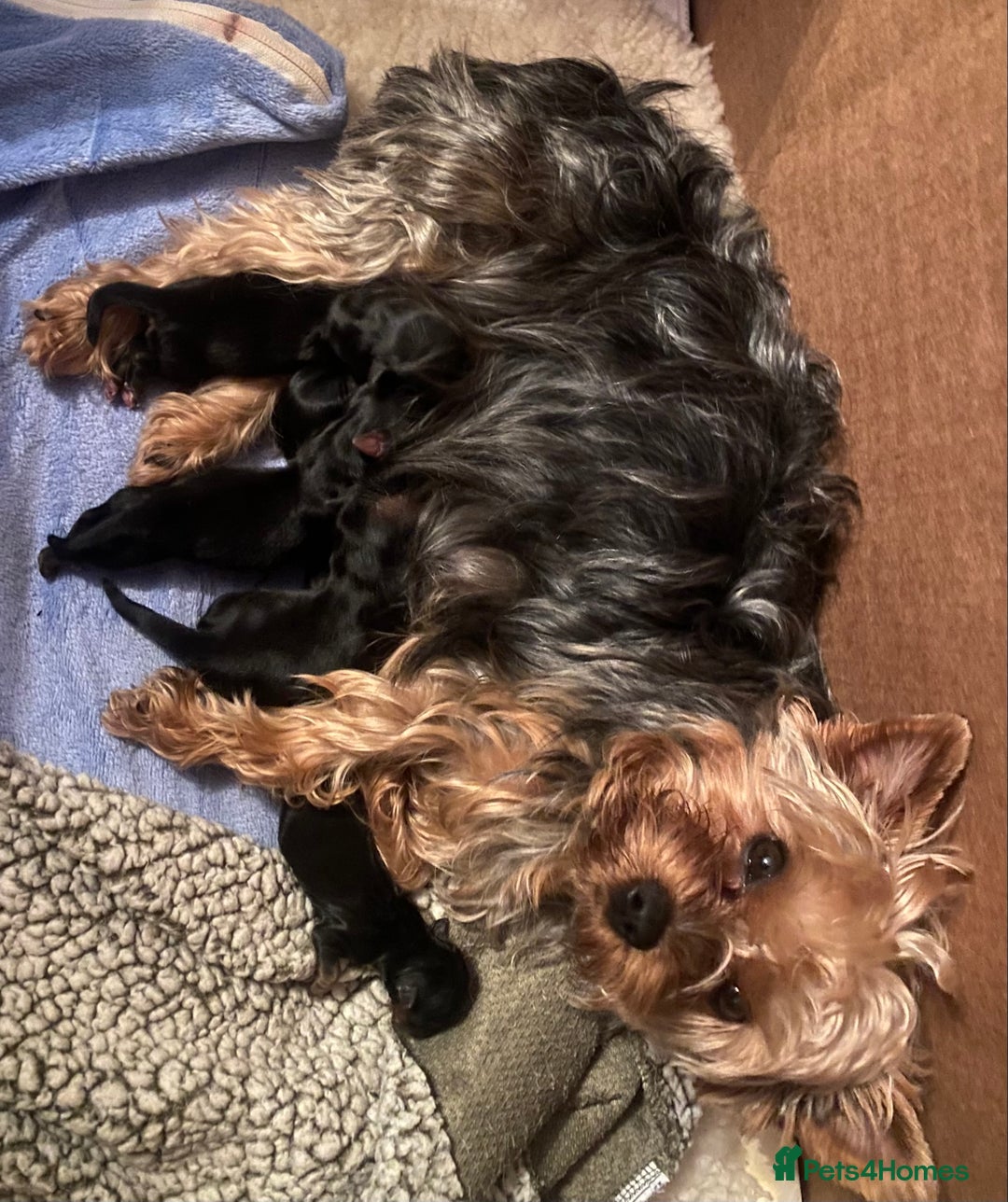Yorkshire Terrier dogs for sale: Yorkshire Terrier puppies - Advert 3