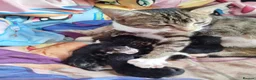 Mixed Breed cats for sale: Friendly, gorgeous litter-trained mixed kittens - Advert 2