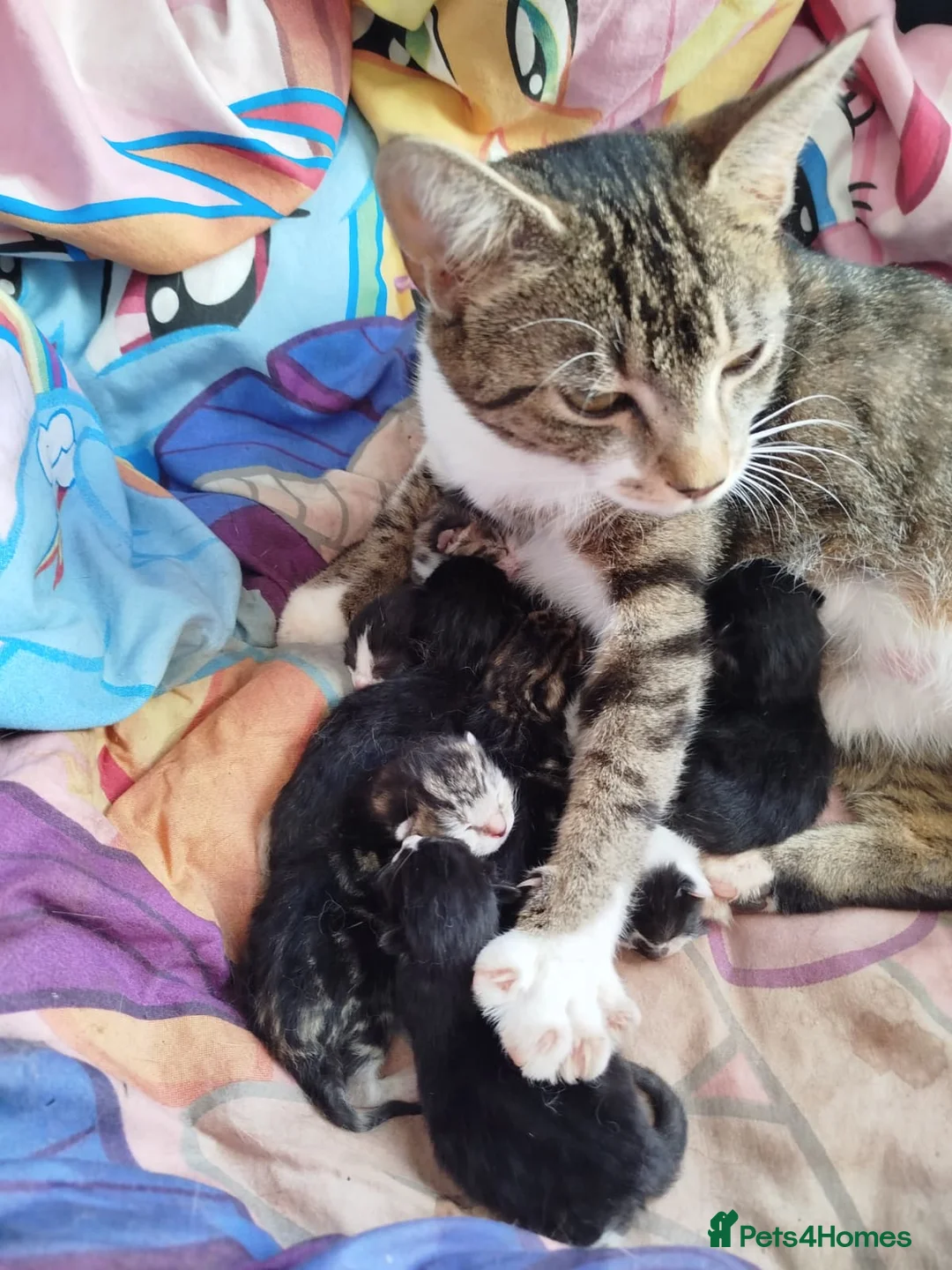 Mixed Breed cats for sale: Friendly, gorgeous litter-trained mixed kittens - Advert 2