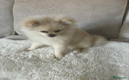 Pomeranian dogs for sale: Quick sale - Image 6