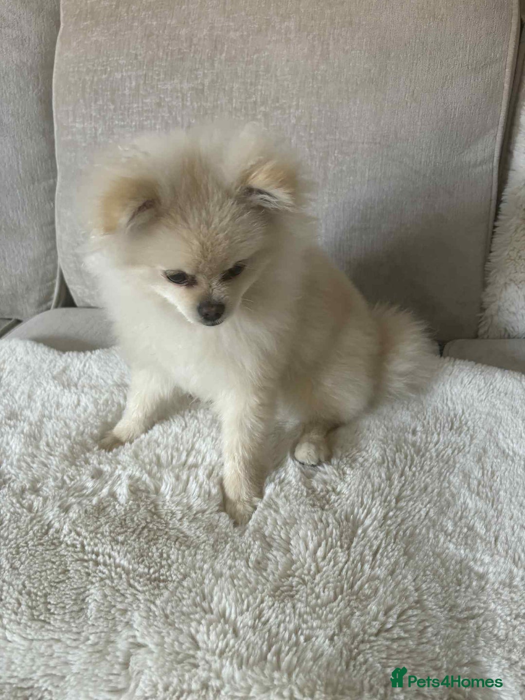 Pomeranian dogs for sale: Quick sale - Image 6