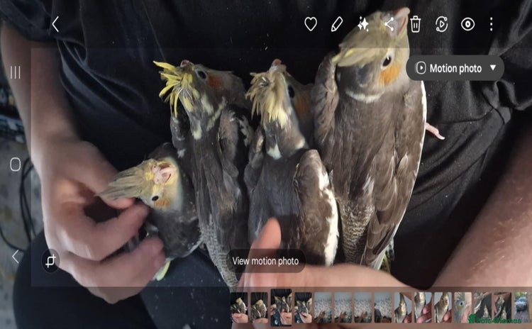 Cockatiels birds - Advert 1