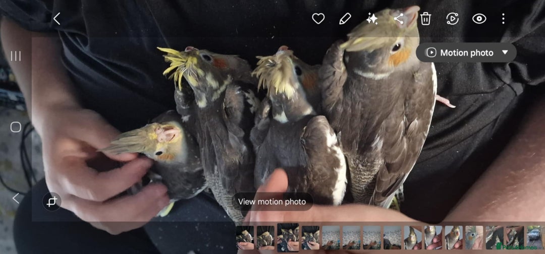 Cockatiels birds for sale: Baby cockatiels - Image 1