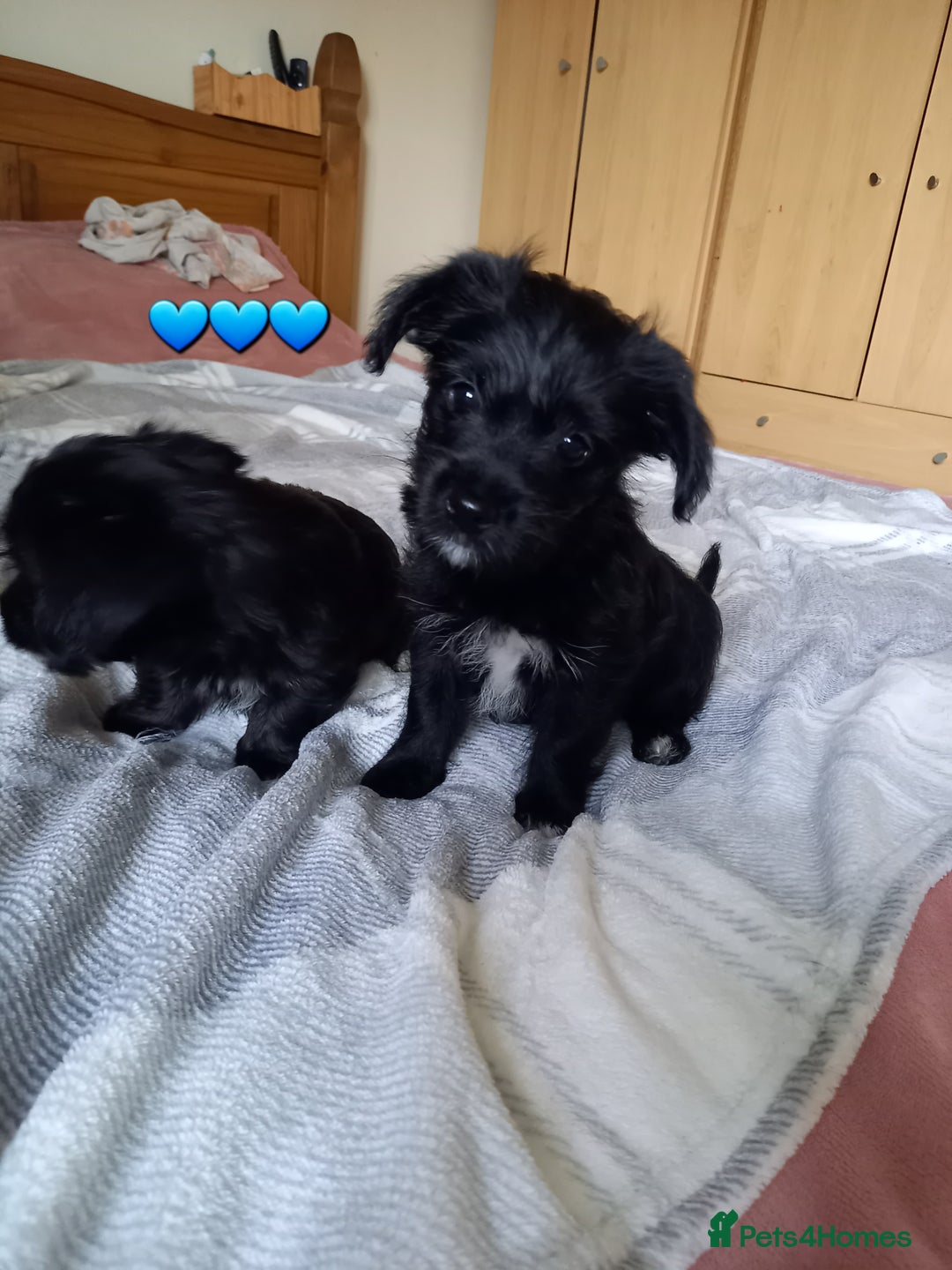 Mixed Breed dogs for sale: 💞 Beautiful Yorkie Russel Puppies 💞 - Image 29