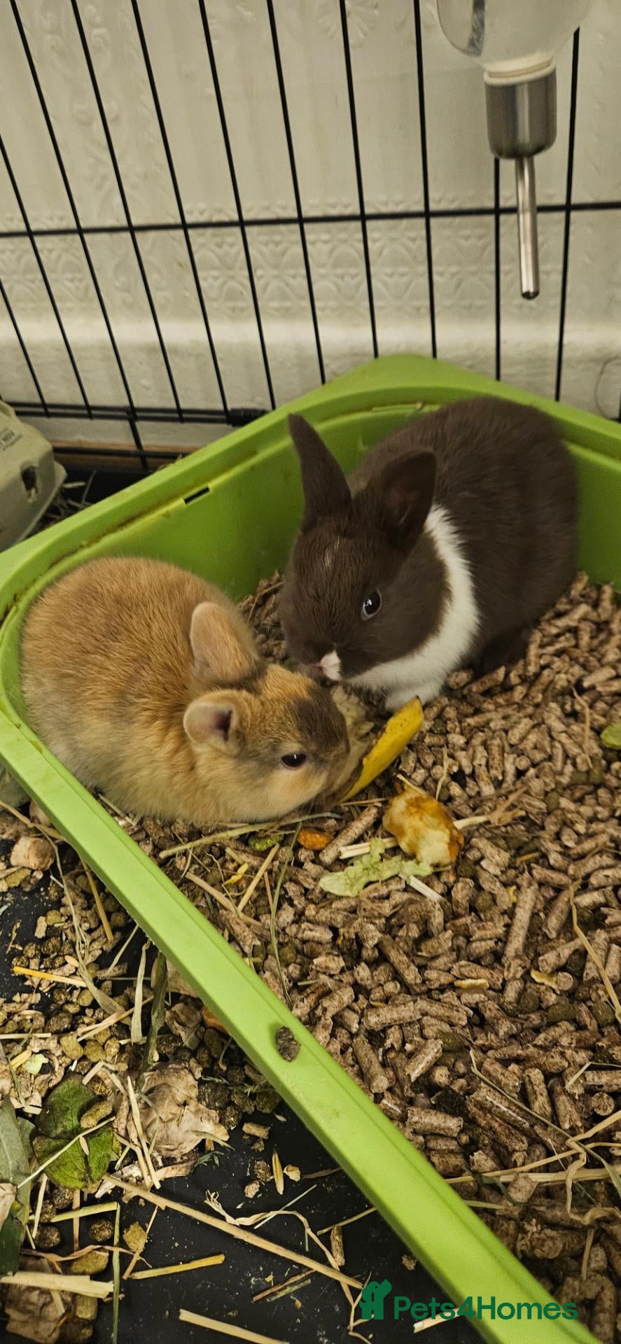 Mixed Breed rabbits for sale: They are friendly 🥰 - Advert 22