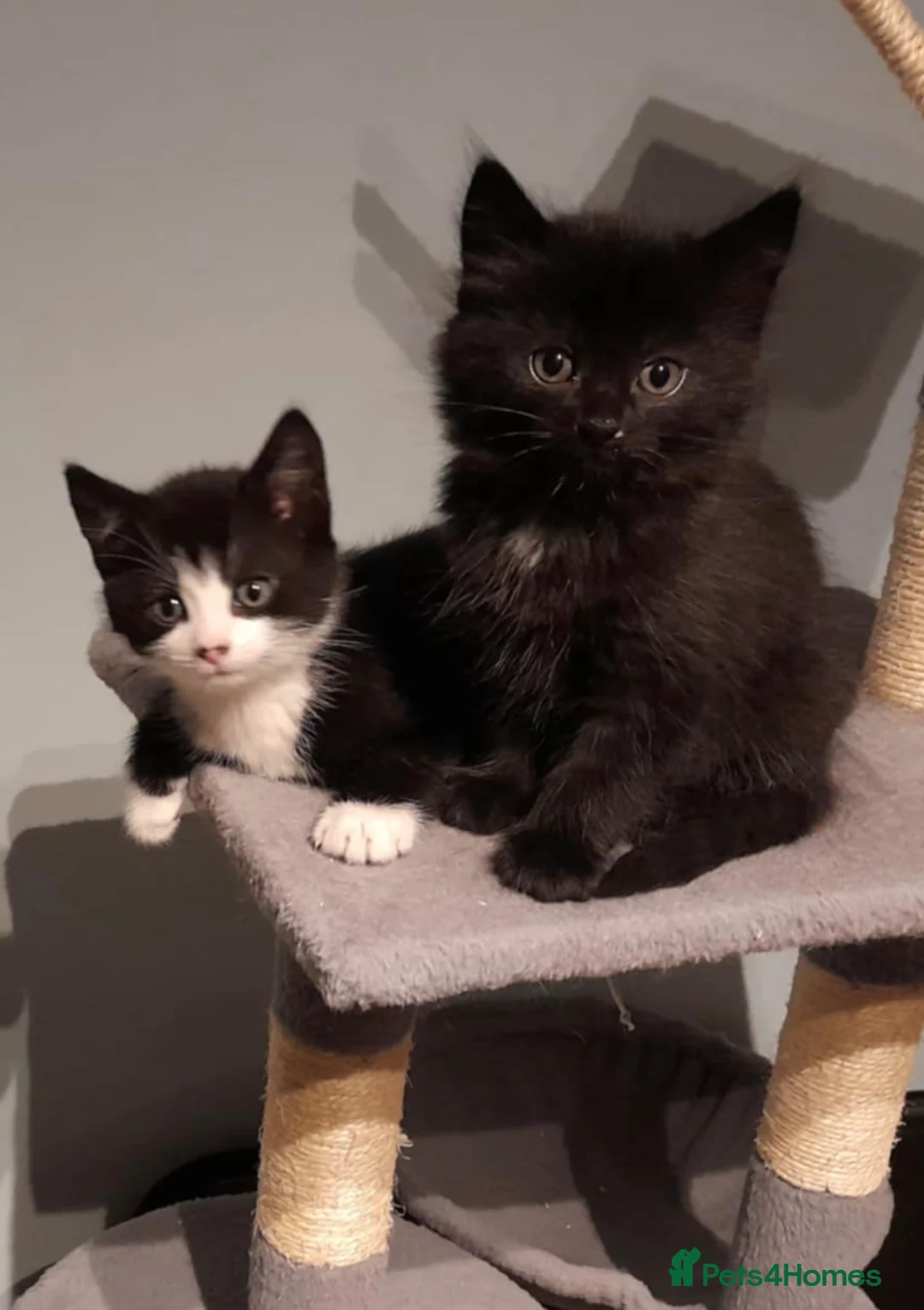 Mixed Breed cats for sale: Part bengal kittens  - Advert 3