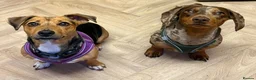 Mixed Breed dogs for sale: Miniature dachshund puppies   - Advert 2