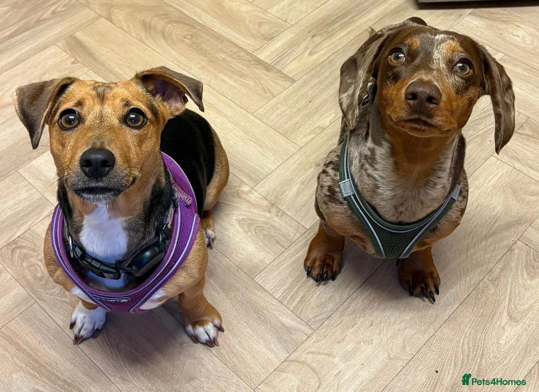 Mixed Breed dogs for sale: Miniature dachshund puppies   - Advert 2